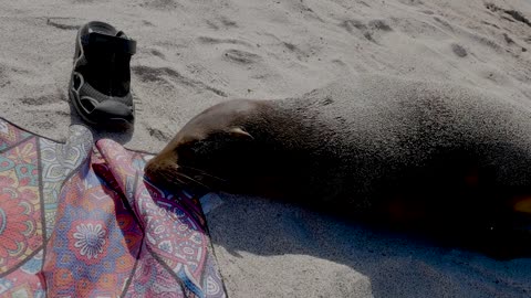 Galapagos Sea Lions - HaloRock