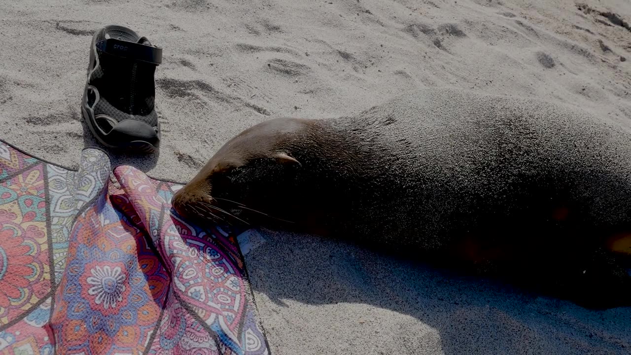 Galapagos Sea Lions - HaloRock