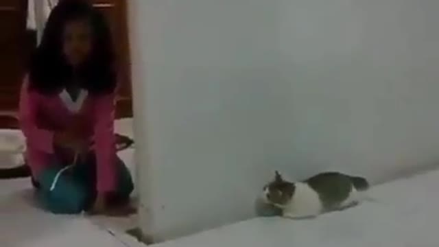 Funniest Cat's Video 🐈😸 || Best Funny Animal's Video 2022😻🤪