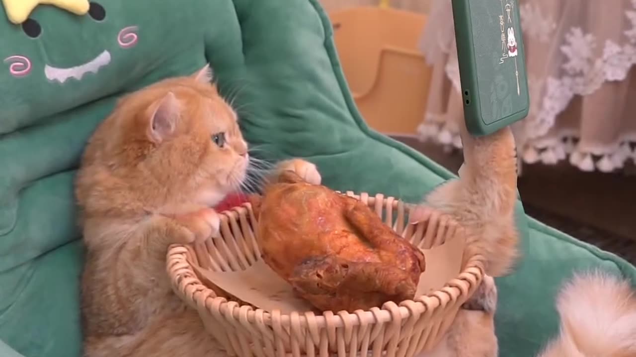 Chicken vs cat