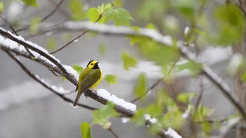 Hooded Warbler