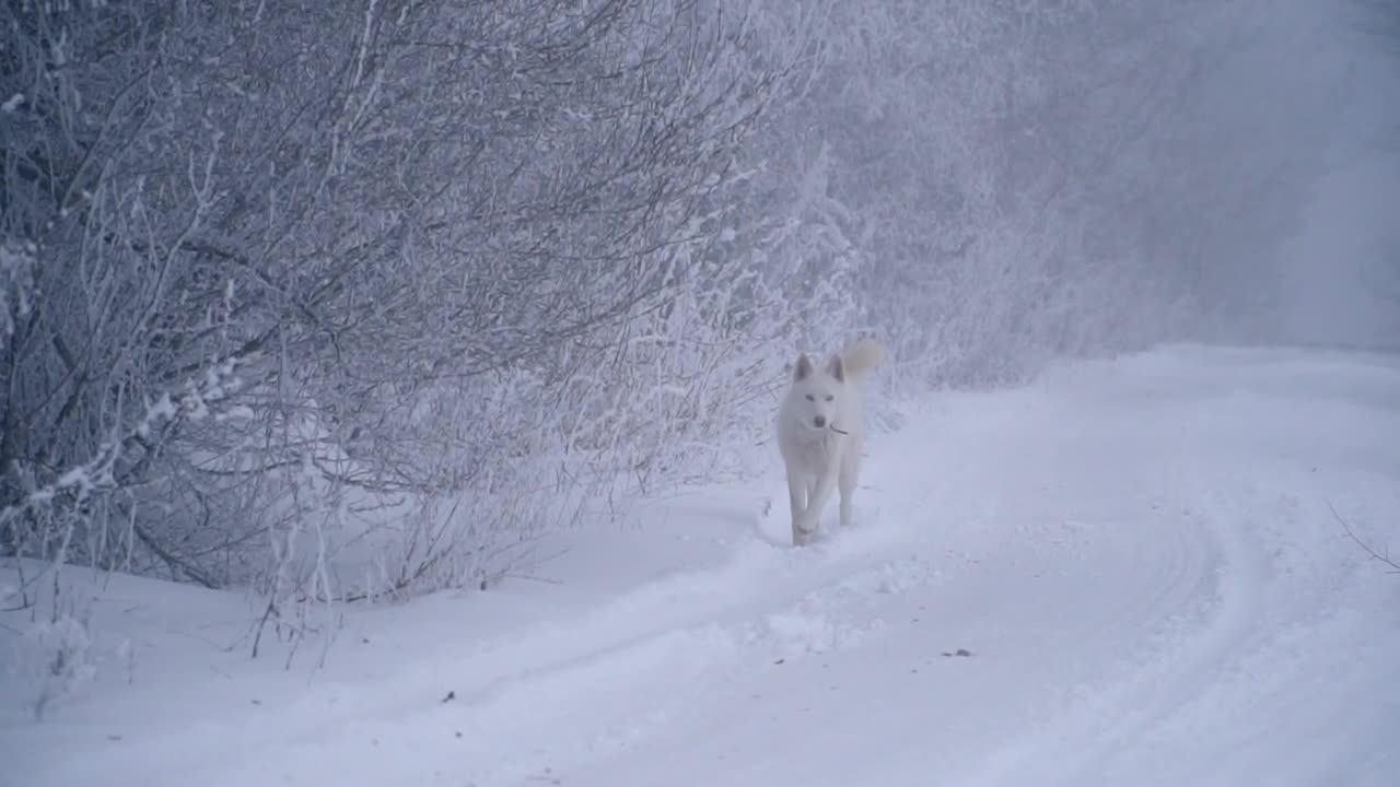 White dog walking on a snowy path