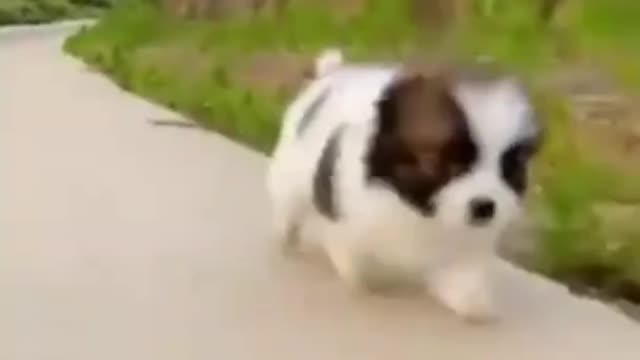 Funny and cute dog video 2022