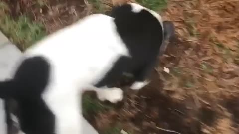 Two dogs outside run down driveway together