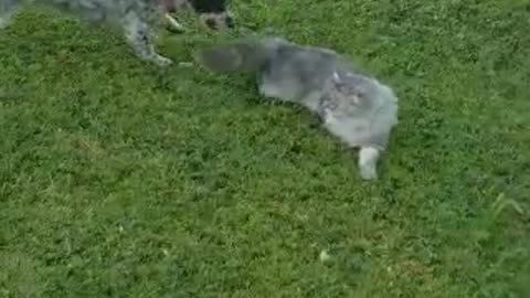 Come on, play with me! Dogs vs Cat, who do you think is goiong to win this battle??