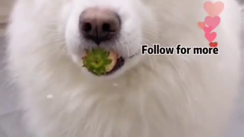 Cute animals videos