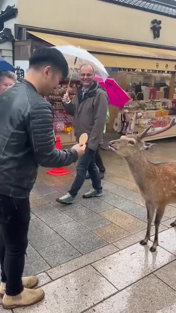 Deer bows before receiving food