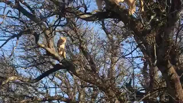 Did You Know Lions Can Climb Trees?