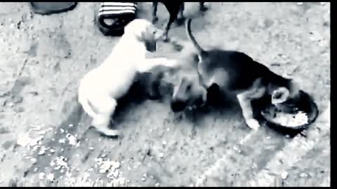 How To Stop A Dog Fight Easily? Check in the description