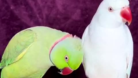 Beautiful tia bird 🐦 trending video