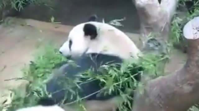 Pandas playing