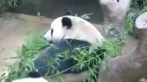 Pandas playing