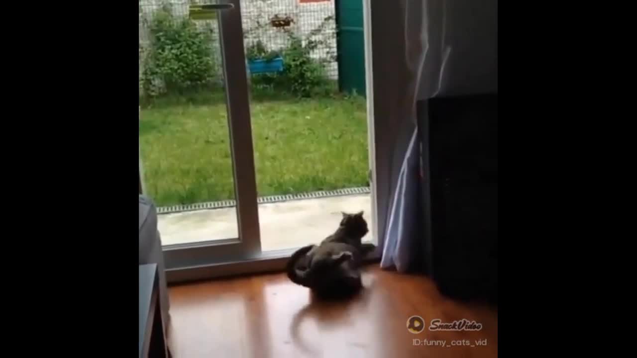 Cats funny moments 2021 | cute cats video |