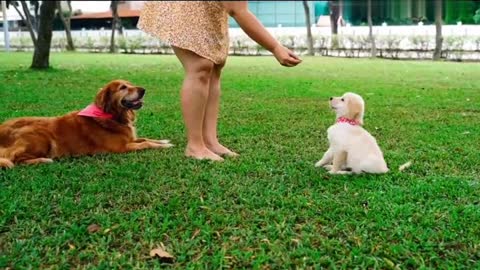 Pappy Dog playing and eating