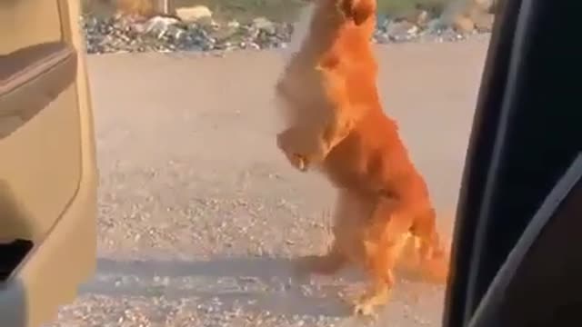 The dog is dancing wondrous