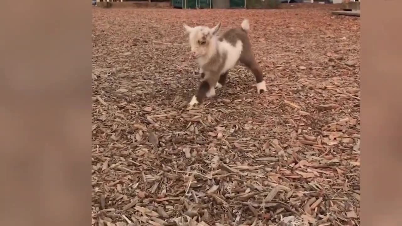 Judgy Cat Rates Baby Wins