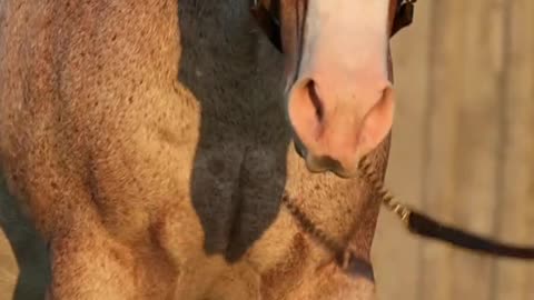 This horse looks so handsome, so muscular