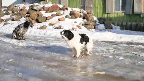 Portrait of a mongrel dog in winter