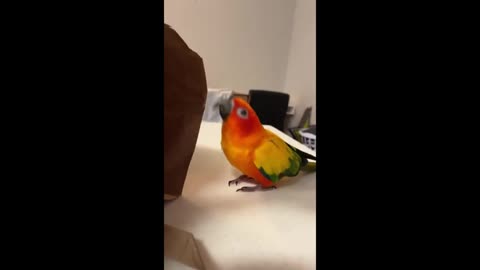 funny parrot'