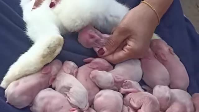 cute Rabbit having birth