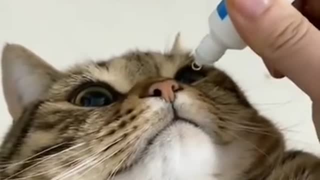 OMG_So_Cute_Cats_-_Best_Funny_Cat_Videos_-_Aww_animals