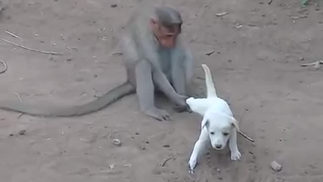 monkey video Follow click and follow thank you!