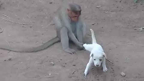 monkey video Follow click and follow thank you!