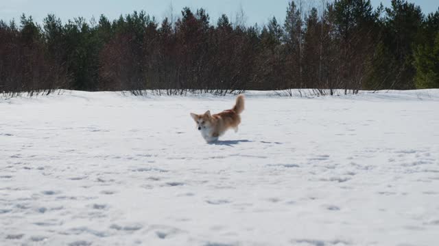 Dog playing in the snow!