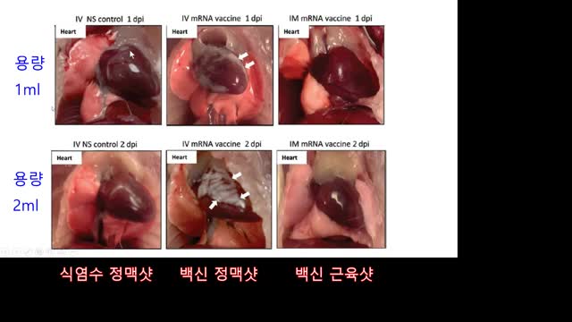 20220111_[펌] [◆백신부작용] [troykim6545] 백신 부작용 쥐실험