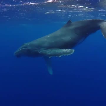 Absolutely amazing encounter with a baby humpback whale!