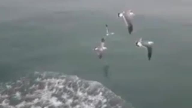 Seagulls flying to eat snacks