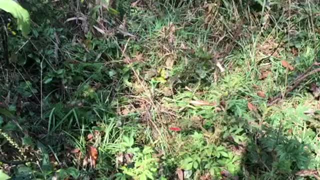 Snakes don’t like sticks.