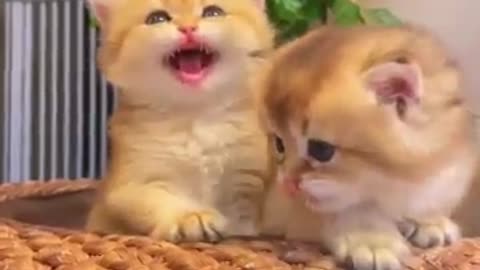 The sound of kittens.💕😻