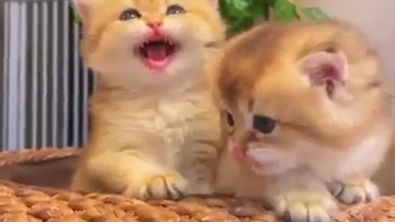 The sound of kittens.💕😻