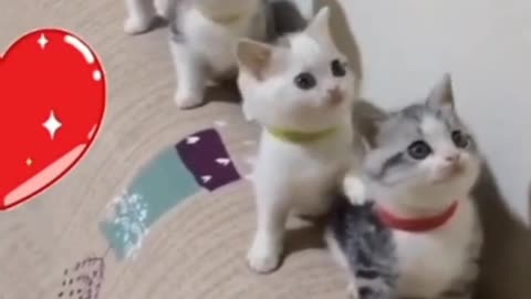 Funny cat video