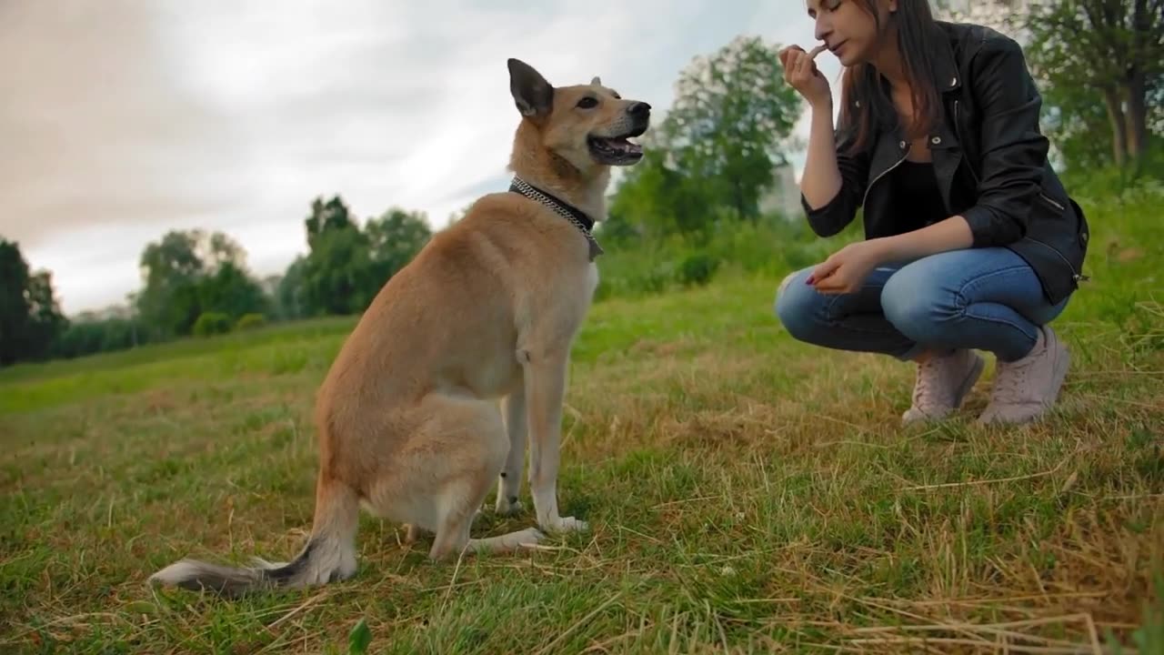 Basic Dog Training - TOP 7 Basic Commands Every Dog Must Know!