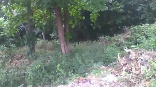 A big forest in the middle of the street, with lots of garbage around and rubble [Nature & Animals]