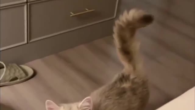 Cattyyy videooo