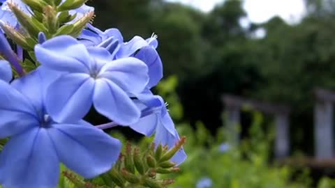 Violet Flowers