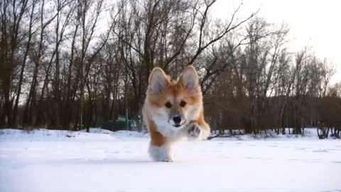 Exciting Adventure Videos to Relax Your Dog!