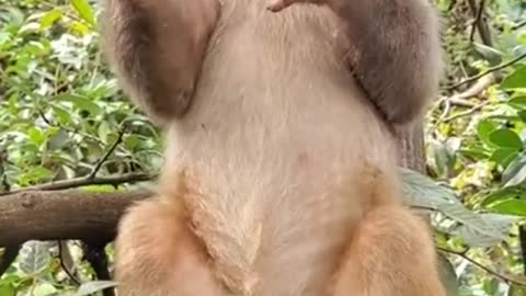 Cute baby monkey eats guava