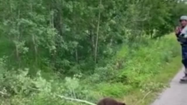 Beaver casually crosses path with gigantic branch