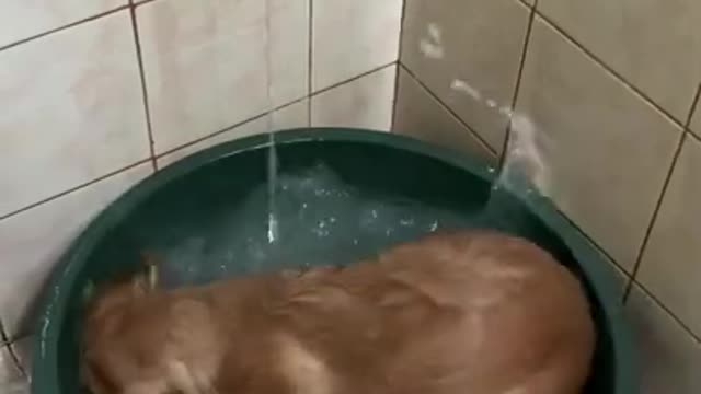 Dog Turns A Bath Tub To A Swimming Pool #shorts