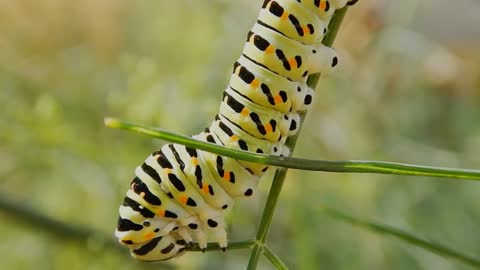 The biggest worm that eats the leaves of the tree