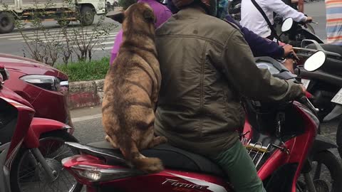 Doggo on a Red Bike