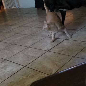 The cat and the dog ...how u gonna see them.if u live in the fog