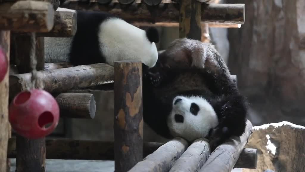 The giant panda