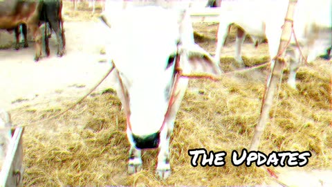 Bakra Eid (Cow mandi)
