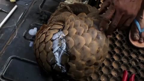 Woow!!🐲world 1st rescue indian pangolin 😍subscribe🙏🙏trengalin #shortanimal #short #animal