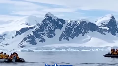 Sneaky penguin has an amazing idea to escape killer whale.